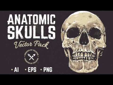 Anatomic Skulls | Vector Pack, a Decorative Illustration by Vecster (Thumbnail 8 of 8)