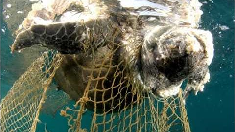 Driftnet Fishing and Conservation
