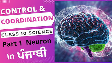 Control and Coordination In Punjabi | Class 10 Science | Chapter 7 Part 1 | Biology | Neuron.
