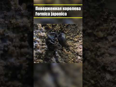На что способна одна королева муравьев