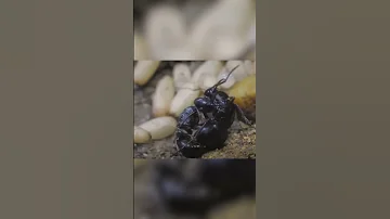 На что способна одна королева муравьев