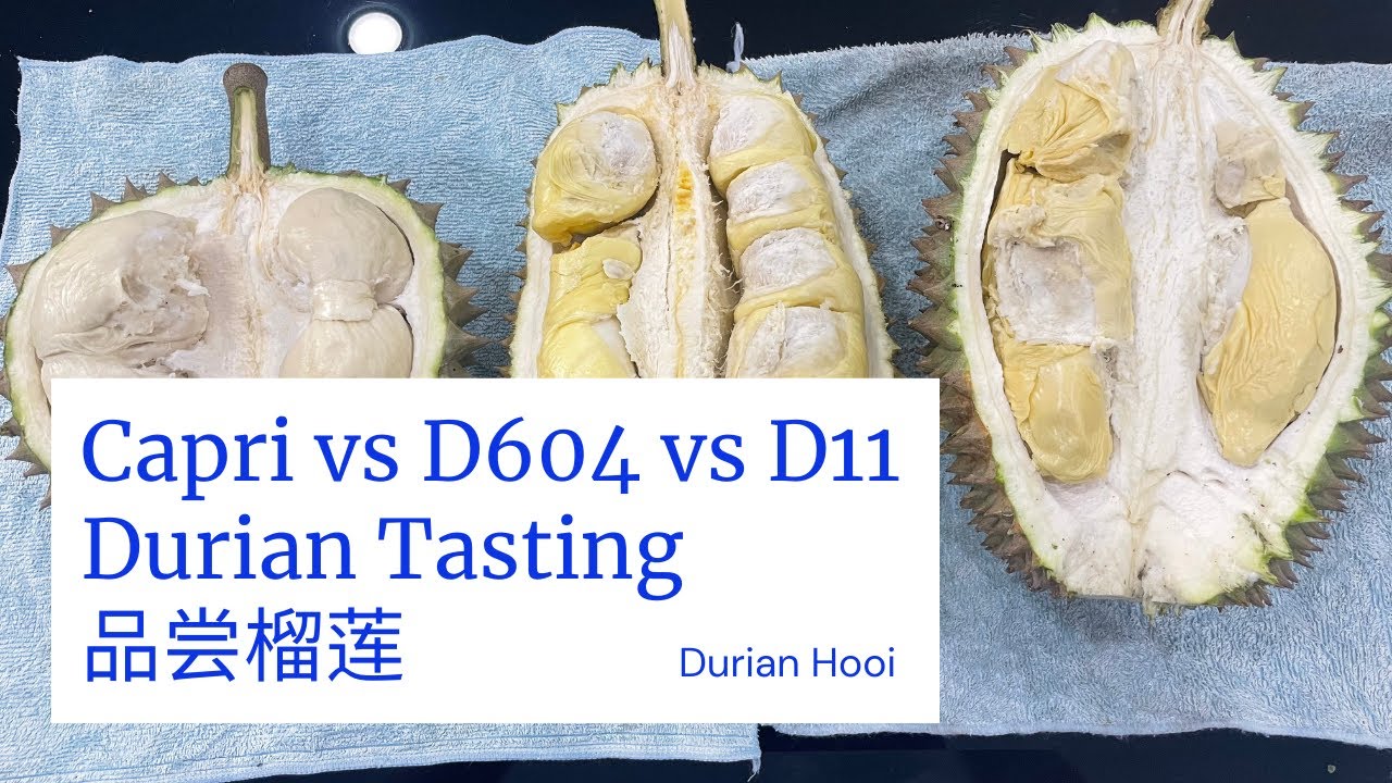 Durian Hooi: Capri vs D604 vs D11 Durian Tasting | 甲必利 vs D604 vs D11 品尝榴莲 (Ep.71)
