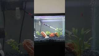 Day 2 - Fishless aquarium cycle using Seachem Stability