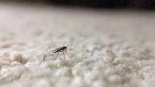 March of the Massive Mosquito (Macro & Slomo)