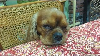Ruby Cavalier King Charles goes to sleep