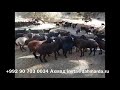 Гиссарские овцы и аборигенные САО Таджикистана саги дахмарда Абдурозика и Ахмада на перегоне.