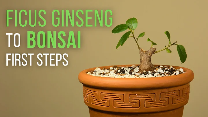 Guida per trasformare un Ficus Ginseng in un Bonsai: rinvaso e potatura