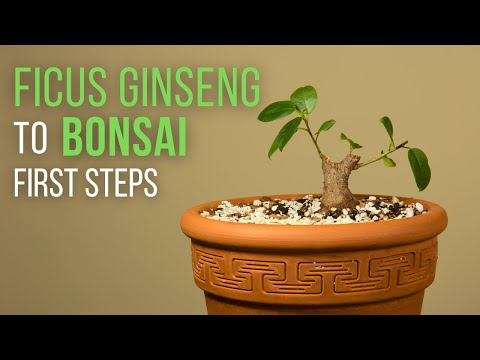 First steps for making a Ficus microcarpa ginseng Bonsai: repotting and pruning
