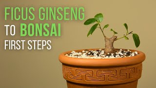 First steps for making a Ficus microcarpa ginseng Bonsai: repotting and pruning screenshot 2