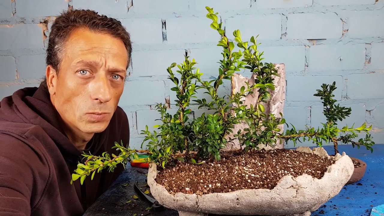 Bonsai Ubungspflanzen Drahten Umtopfen Und Gestalten So Geht S Buxbaum Youtube