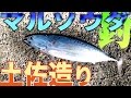 堤防で美味しい魚を釣ろう！ ソウダガツオで土佐造り Surf-fishing