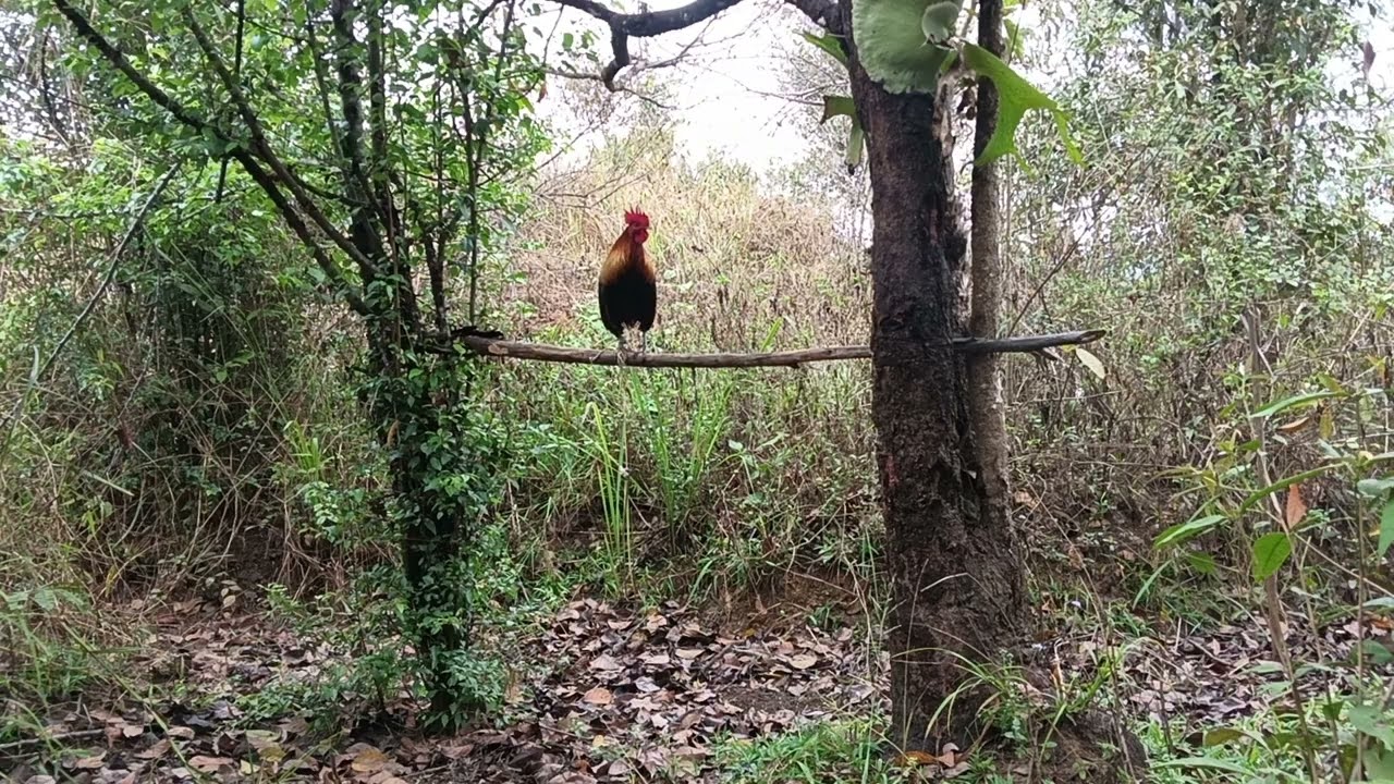 Saib Nawb Qaib f2 Phem2 Xwb Kuj Qua Zoo Thiab 