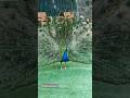 King Of Posing Peacock Peacockdance Birds Birdlovers Shortsfeed Shorts Viral Fyp 