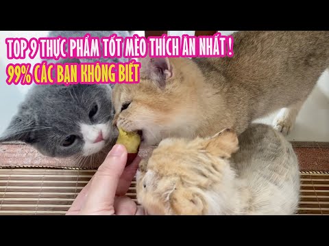 Video: 5 lý do tại sao một con mèo sẽ từ chối ăn