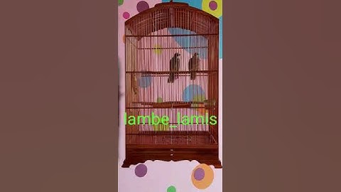 Cucak Rowo Pasangan Hutan lagu enak