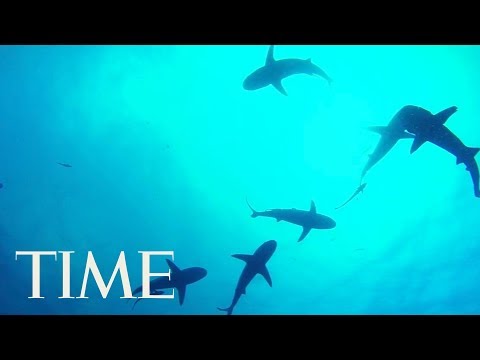 No, Sharks Will Not Attack You During A Hurricane According To Experts | TIME