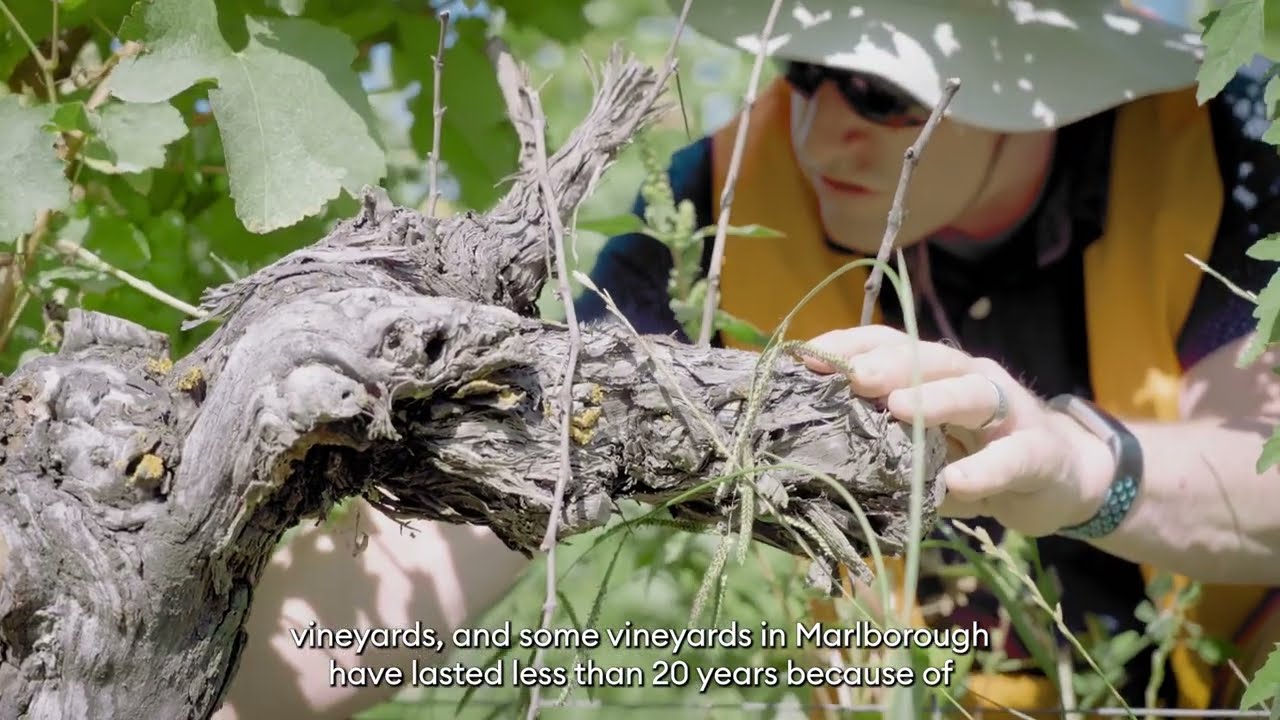 Grapevine trunk disease management