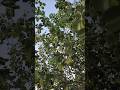 Beautiful Tree video Shot On Samsung Galaxy S22 Ultra Video Grapher