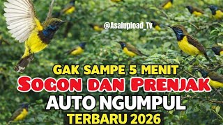 Download Lagu Mp3🔴PIKAT SOGON PALING AMPUH KOMBINASI DENGAN SUARA BURUNG KECIL gak Sampe 5 menit auto ngumpul MP3
