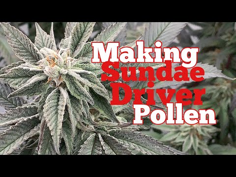 SUNDAE DRIVER SEED MAKING ROUND 2