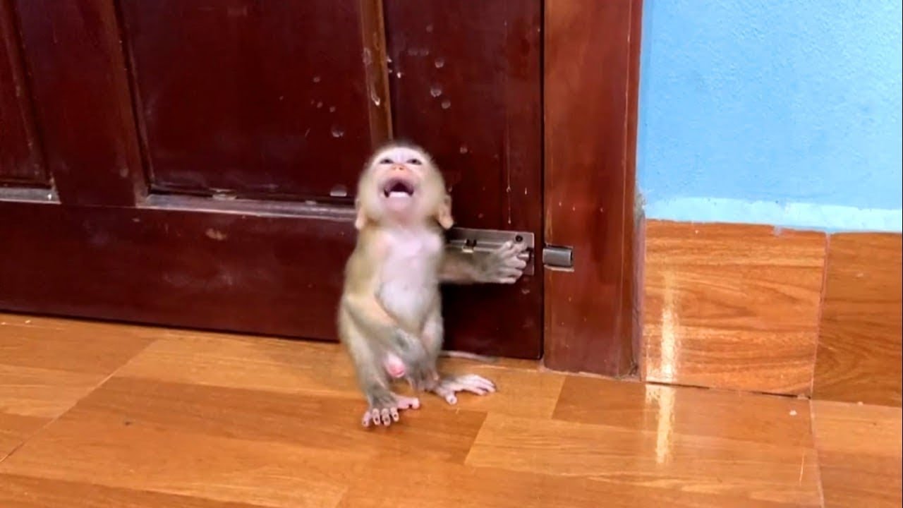 Tourtour Want To Open Door