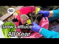 How to grow tons of lettuce easy all year free your way on deck garden recycled container gardening