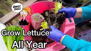 How to Grow Tons of Lettuce EASY All Year Free Your Way on Deck Garden Recycled Container Gardening