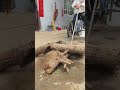 Homemade entertainment: sawing wood