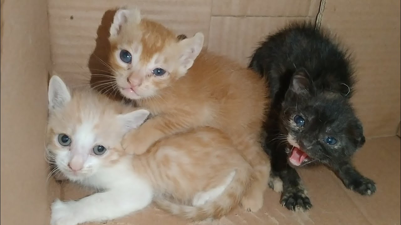 Rescue Feral Kitten Hissing At Everyone All Are Scared Of Her She Is Spicy Kitten