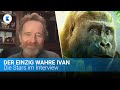 Der einzig wahre Ivan - Bryan Cranston im Interview