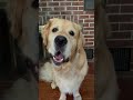 Throwback to trying sushi. #goldenretriever #doglife