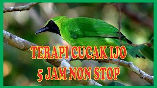 TERAPI CUCAK IJO DURASI PANJANG 5 JAM NON STOP