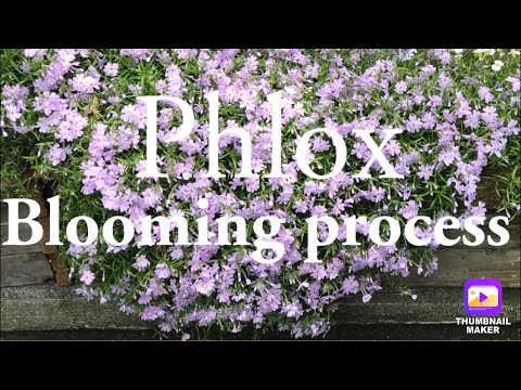 Creeping Phlox (Phlox subulata) - Blooming process