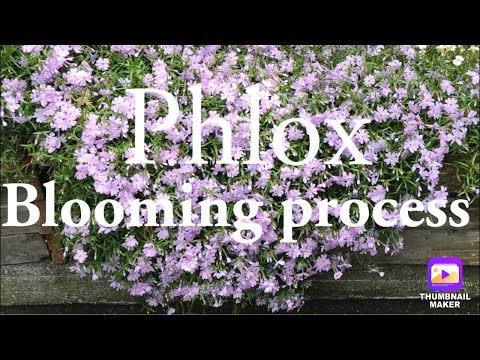 Creeping Phlox (Phlox subulata) - Blooming process