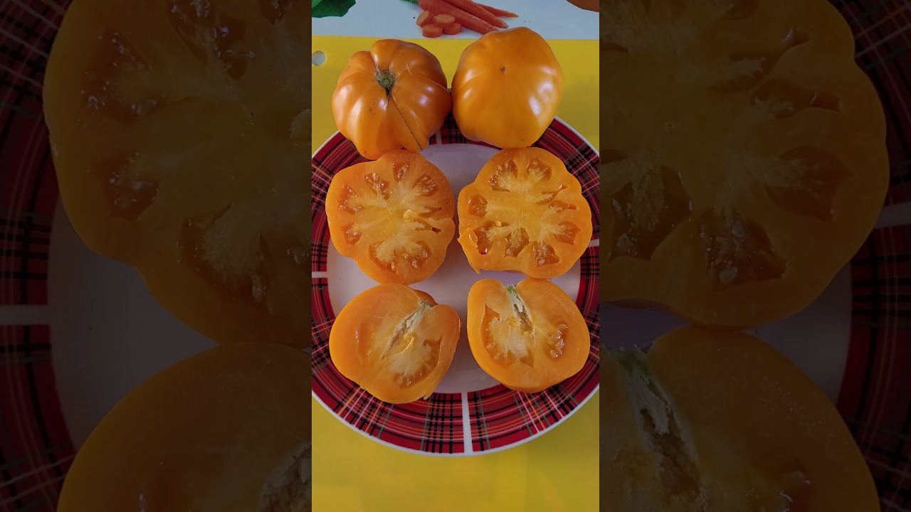 Томат гигант бельгии отзывы