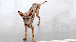 Years In The Woods Broke Her — Then She Found Their Home