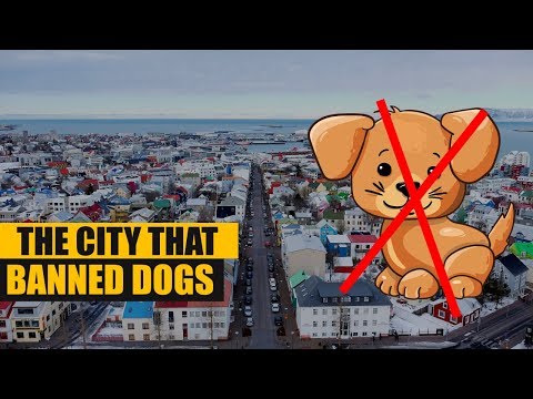 The City Where Dogs Are ILLEGAL