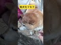 柴犬モフモフ#柴犬 #犬 #犬のいる暮らし #モフモフ #ペット