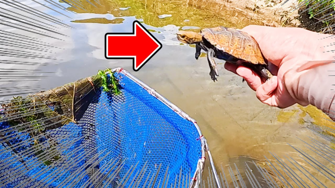 【滋賀県】狙っている魚が大量に採れたお話【ガサガサ】