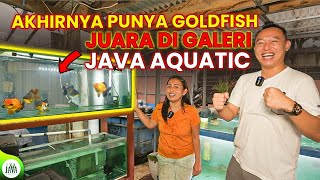 HUNTING GOLD FISH DI RGF FARM - BUAT DI GALERI JAVA AQUATIC!