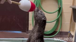 River Otter Pup Target Training