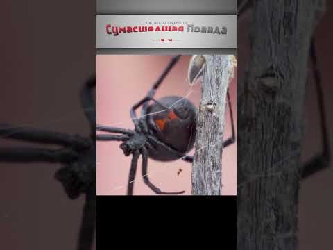 Паук "Черная Вдова" или Каракурт. Обитает в России и странах СНГ. Последствия укуса. Самый ядовитый.