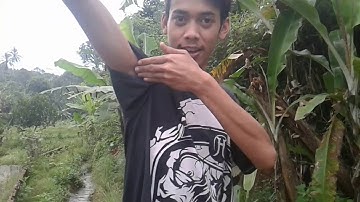 Sembilu berbisa sandy kittyrasska version