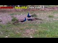 Peacocks And |Female Peacocks Top Bird Beautiful birds sounds video
