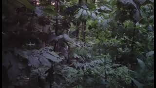 Went Back To My Bigfoot Experience Location