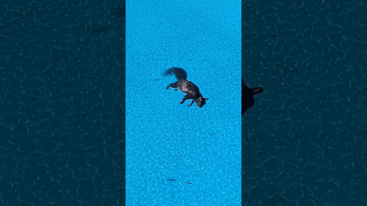 Dead squirrel in my pool 🫤