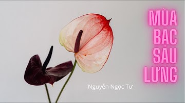 Mùa bạc sau lưng - Nguyễn Ngọc Tư || Giọng: Huỳnh Minh Hiền