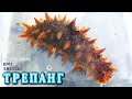 🌏 Вы ЗНАЛИ ЧТО ТРЕПАНГ это МОРСКОЙ ЖЕНЬШЕНЬ и средство МОЛОДОСТИ