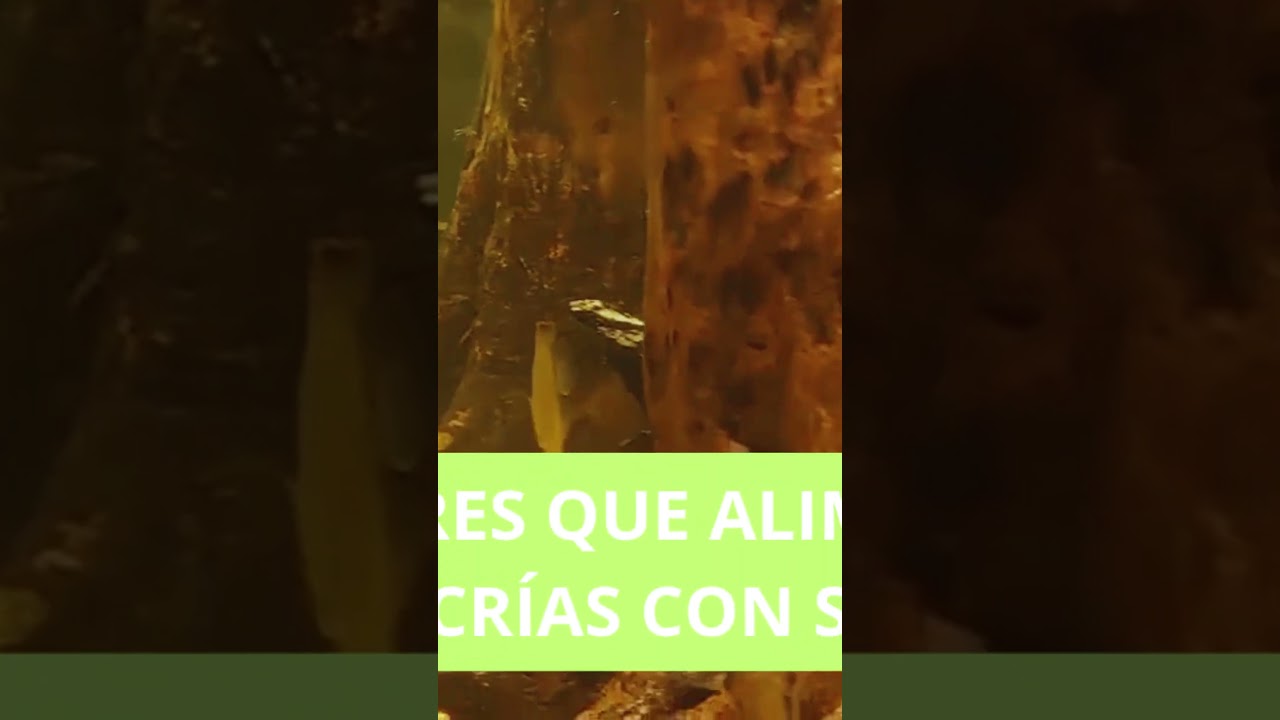 🐟 ¡El pez disco amazónico y su increíble historia! 🌿💚 | Acuario del Amazonas