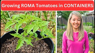 Growing ROMA Tomatoes in CONTAINERS